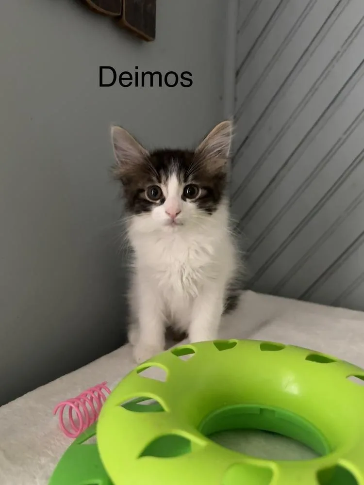 Deimos thumbnail 4