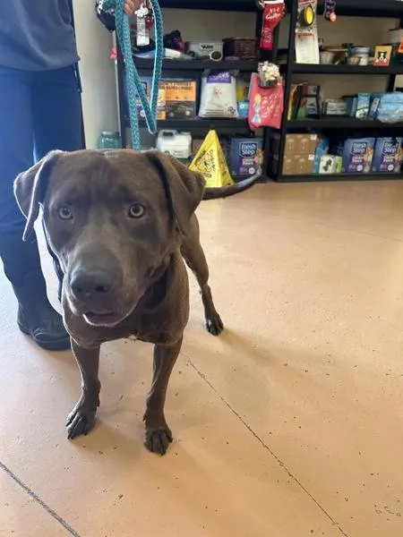 An adult large-sized male Labrador Retriever dog named Montgomery for adoption in Kennewick, WA