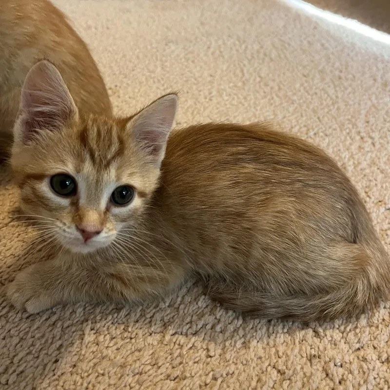 A baby small-sized female Orange / Red Domestic Short Hair cat named Ginger In Burke  for adoption in Alexandria, VA