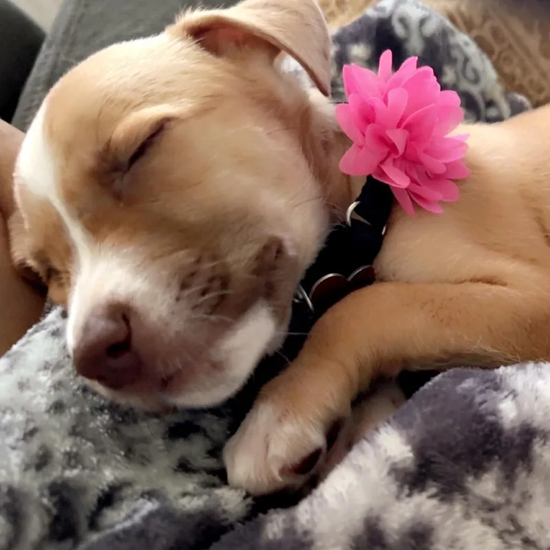 A baby small-sized female Yellow / Tan / Blond / Fawn Terrier dog named Starfish for adoption in Boerne, TX