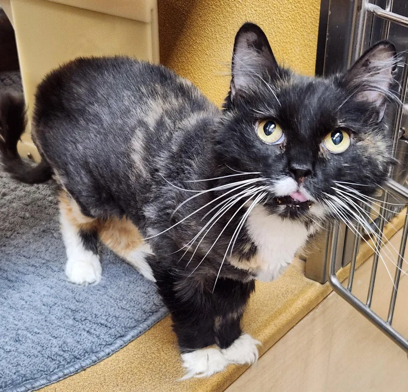 A senior medium-sized female Calico Domestic Long Hair cat named Betty Boo for adoption in Barrington Hills, IL