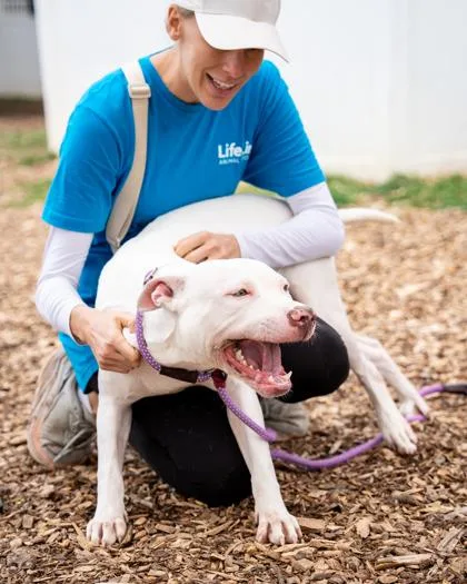 An adult large-sized male Mixed Breed dog named Valero for adoption in Chamblee, GA