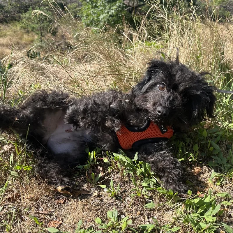 An adult small-sized female Black Miniature Poodle dog named Daltei for adoption in East Hampton, NY