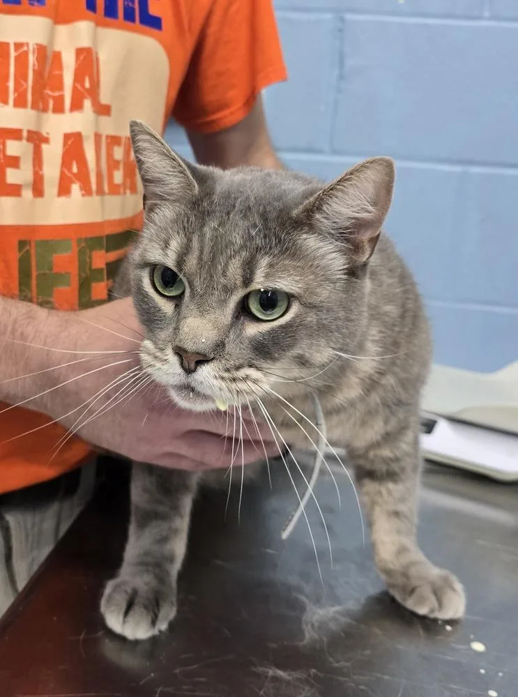 An adult small-sized male Domestic Short Hair cat named Smoke for adoption in Evansville, IN
