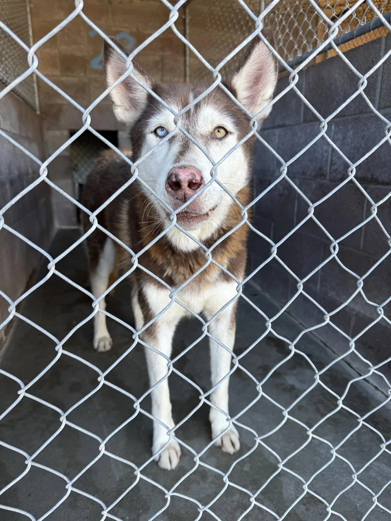 A senior large-sized female Husky dog named Sonya for adoption in Las Vegas, NM