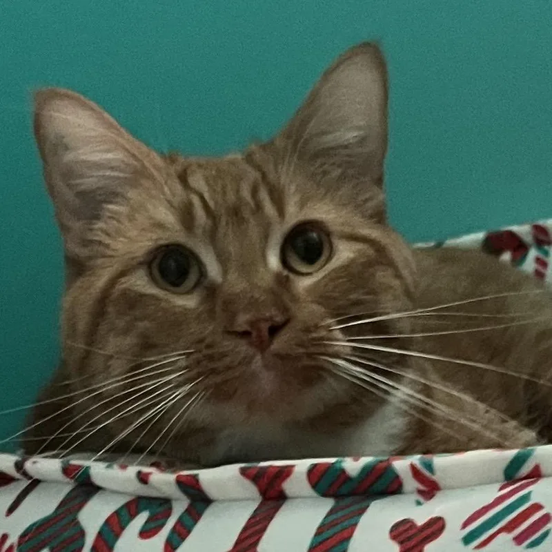An adult small-sized male Orange / Red Domestic Short Hair cat named Teddy for adoption in Sioux Falls, SD