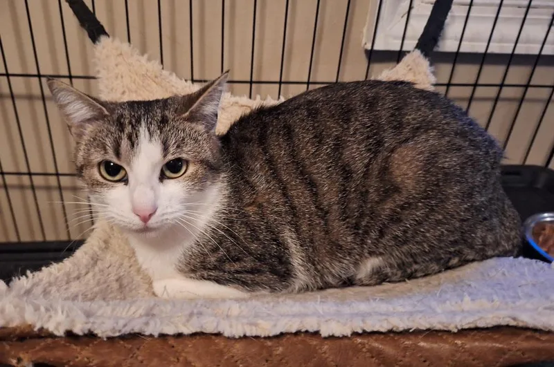 A young medium-sized female Gray & White American Shorthair cat named Tricia for adoption in Greensboro, NC