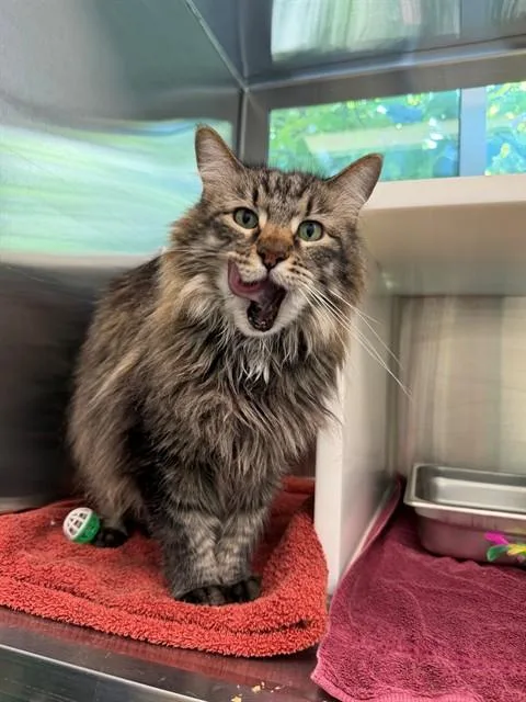An adult medium-sized male Domestic Long Hair cat named Neka for adoption in Brighton, CO