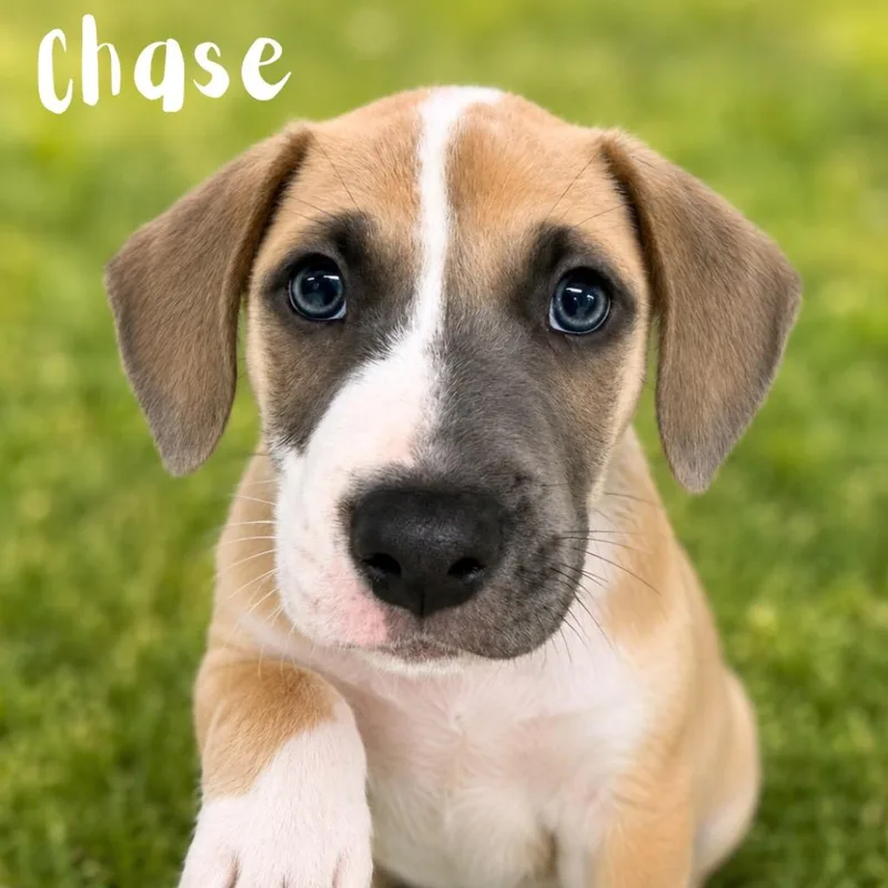 A baby medium-sized male Pit Bull Terrier dog named Chase for adoption in Saint Petersburg, FL
