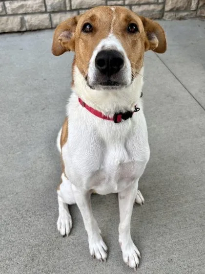 An adult large-sized male Mixed Breed dog named Ford for adoption in Cincinnati, OH