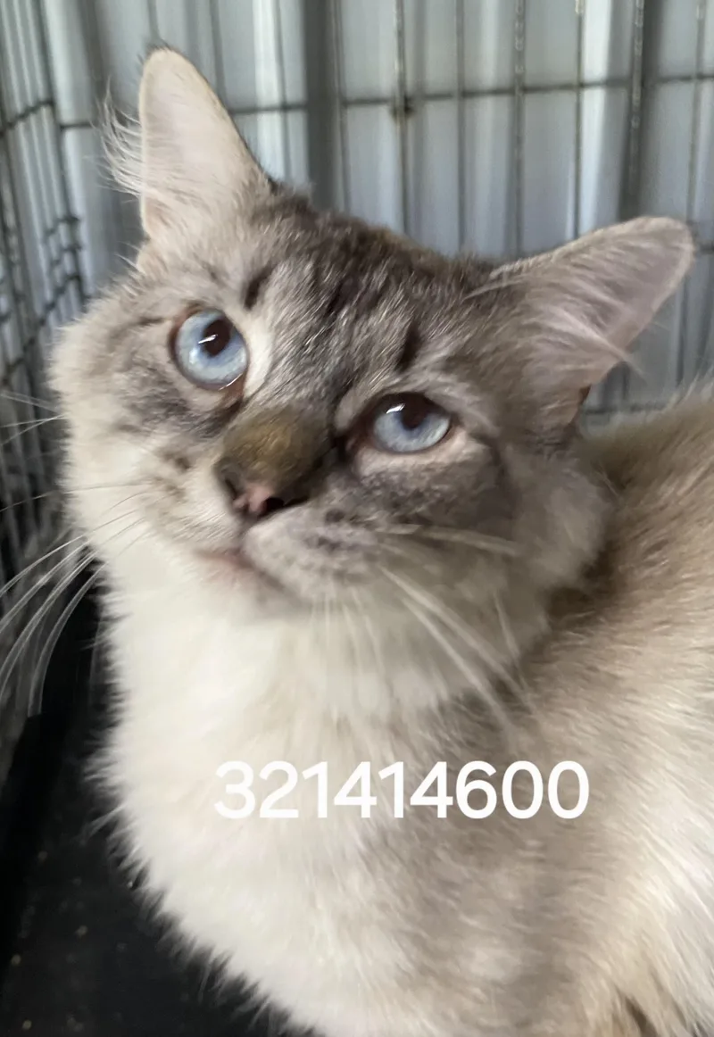A young medium-sized female Siamese cat named 321414600 for adoption in Lees Summit, MO