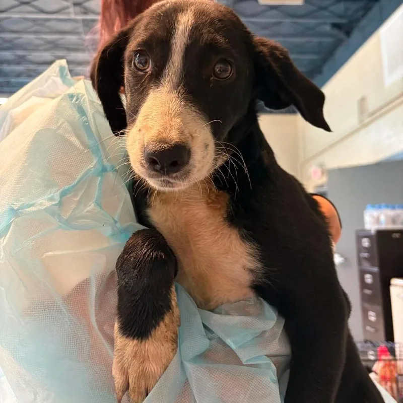 A baby small-sized female Black Mixed Breed dog named Tandoori for adoption in Huntington, WV