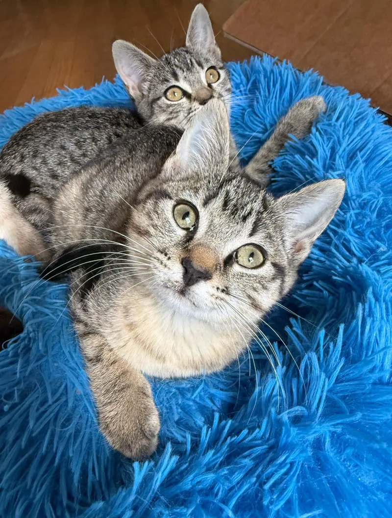 Magnolia thumbnail 2