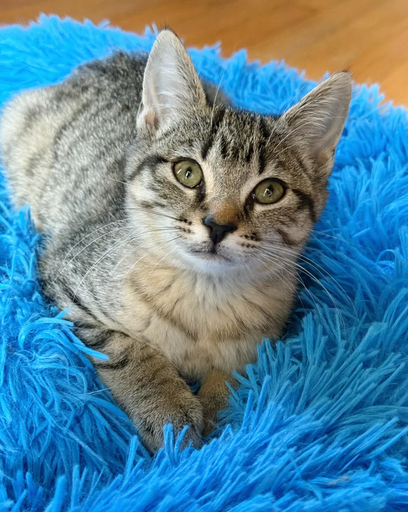 Magnolia thumbnail 4