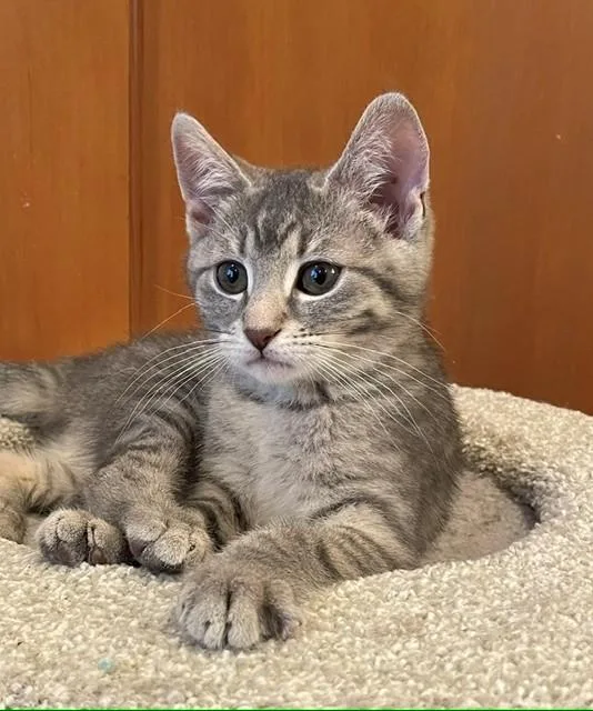A baby medium-sized female Tabby (Gray / Blue / Silver) Domestic Short Hair cat named Mickey for adoption in Little Falls, NJ