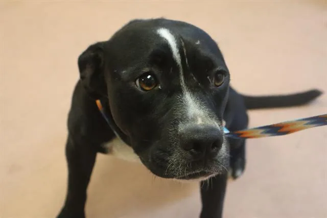 A young medium-sized female Mixed Breed dog named Ruth for adoption in Columbia, SC
