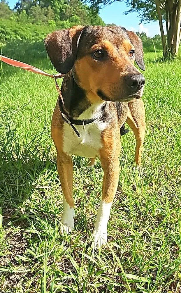 A young small-sized male Beagle dog named Felix for adoption in Dunnellon, FL