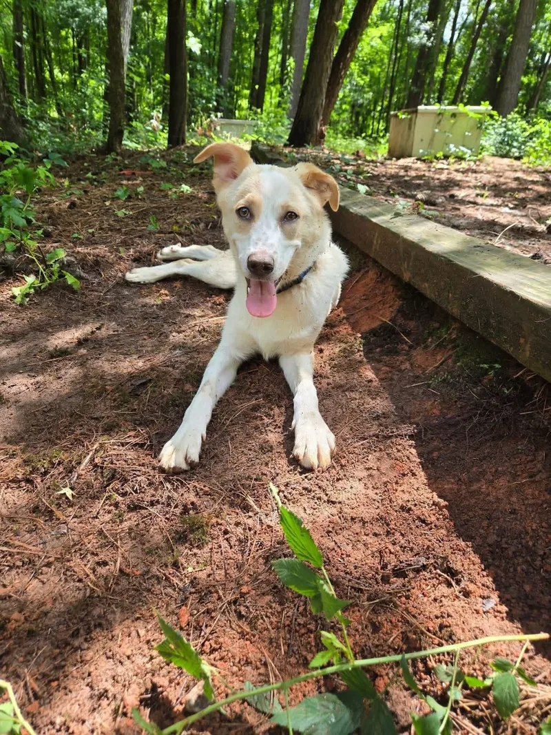 A baby medium-sized male Mixed Breed dog named Biscuit for adoption in Covington, GA