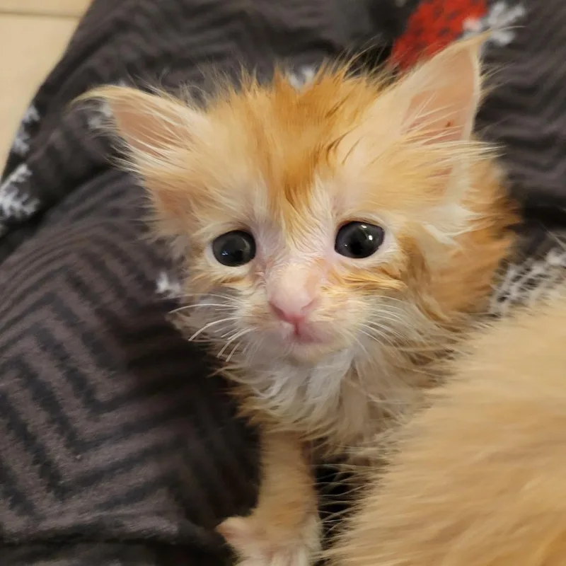 Frankie