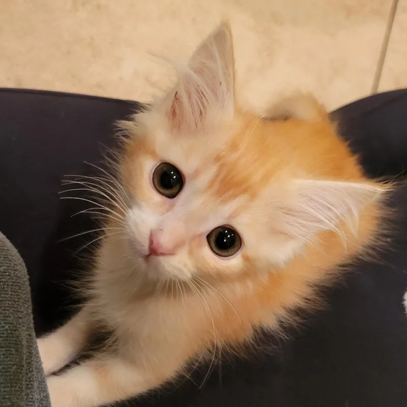 Frankie thumbnail 2