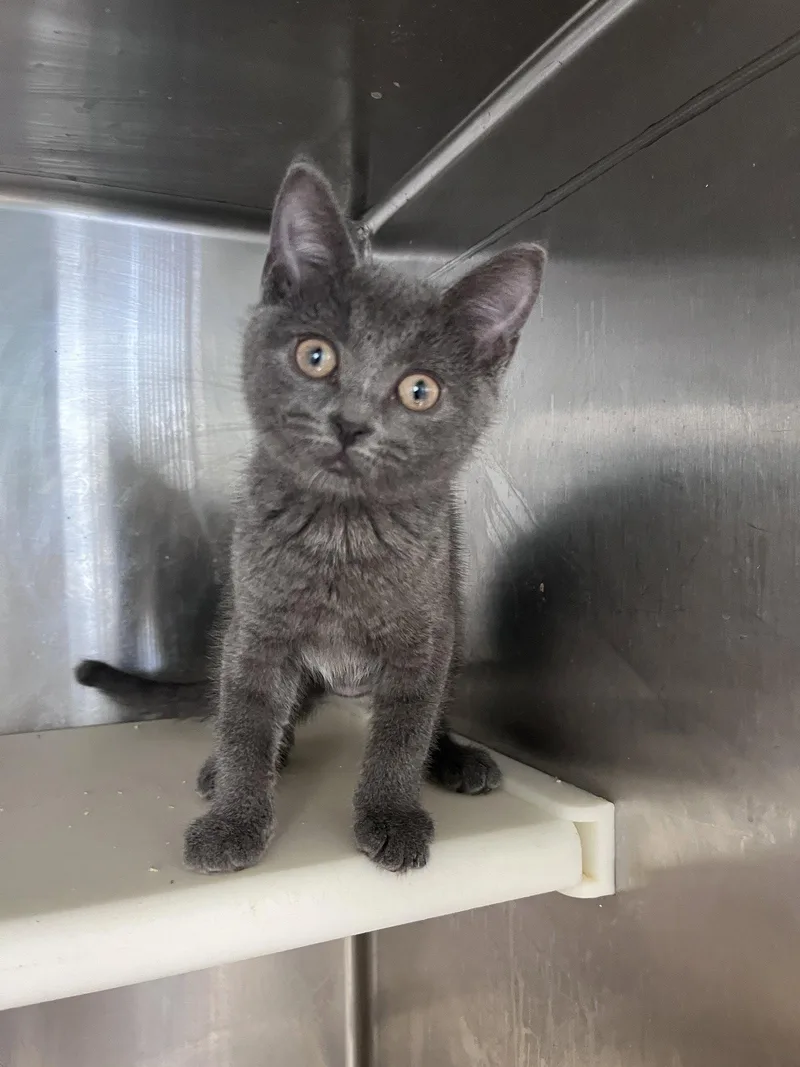 A baby medium-sized female Gray / Blue / Silver Domestic Short Hair cat named Jennie for adoption in Carrollton, GA