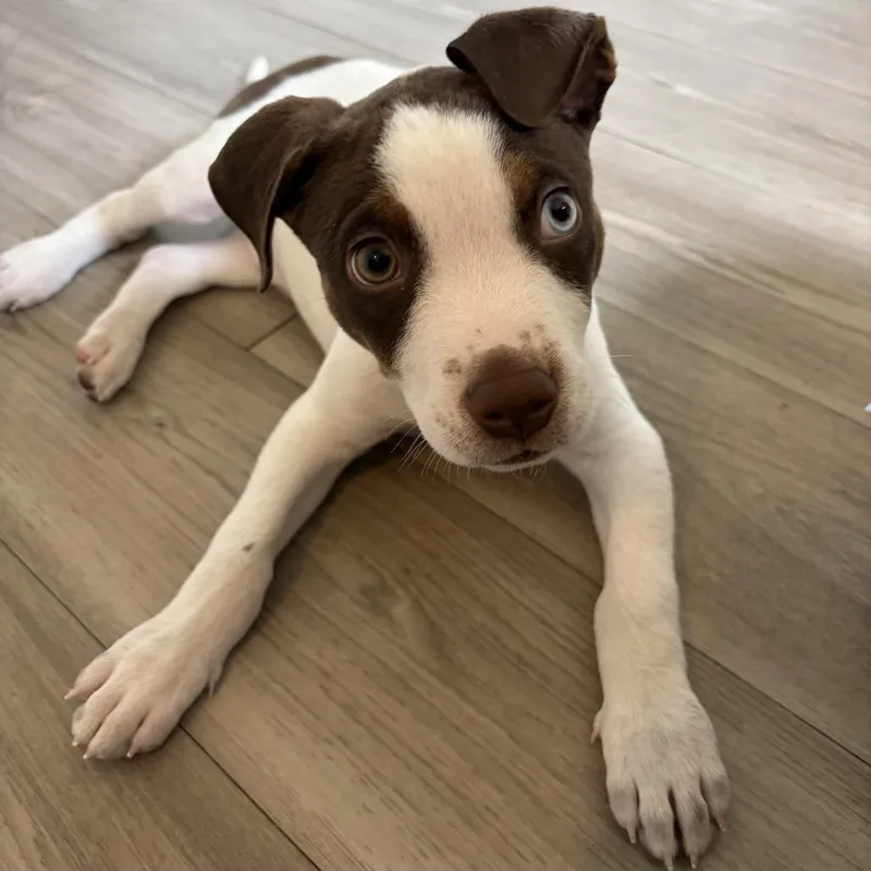 A baby small-sized male White / Cream Mixed Breed dog named Chico for adoption in Englewood, FL