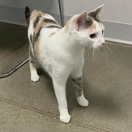 A young medium-sized female Domestic Short Hair cat named Sassy for adoption in Janesville, WI