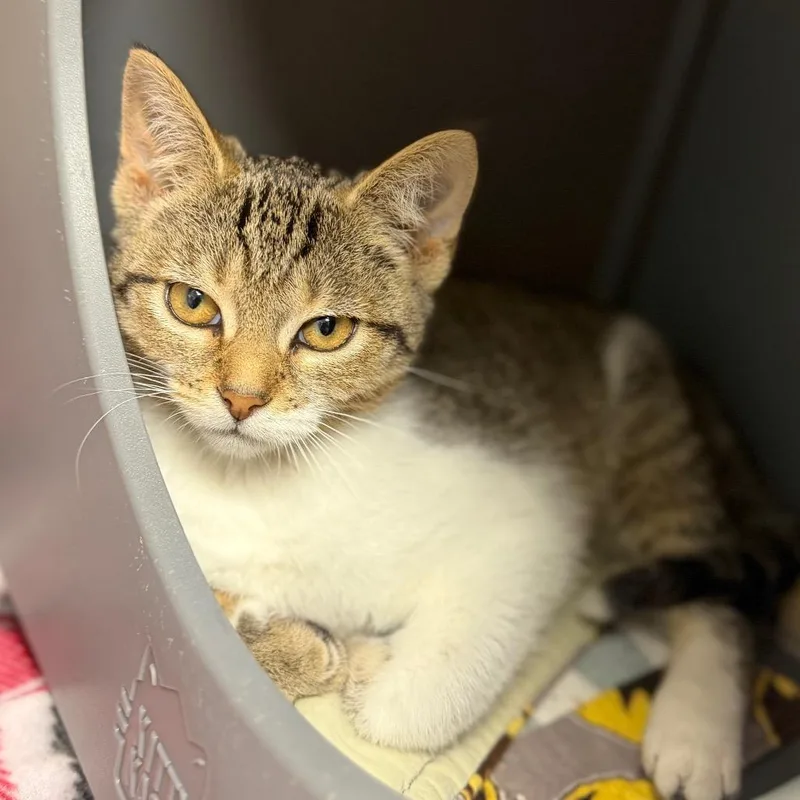 A baby small-sized female Black Domestic Short Hair cat named Booboo for adoption in Watertown, NY