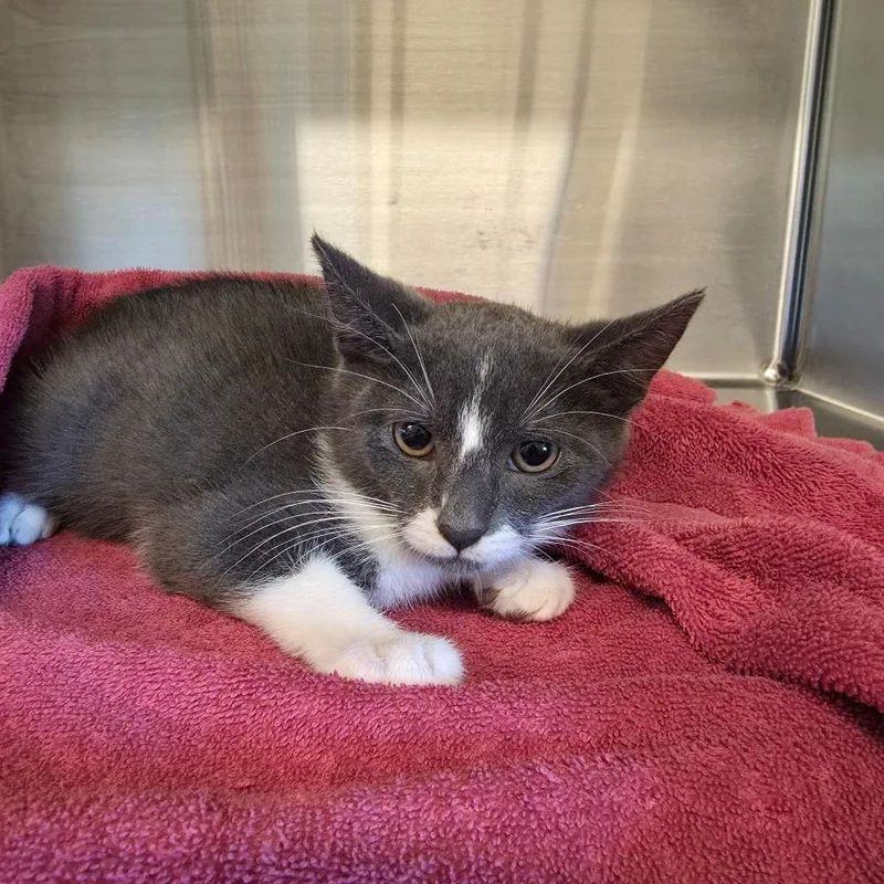 A baby small-sized male Gray / Blue / Silver Domestic Short Hair cat named Egg for adoption in Hinsdale, IL