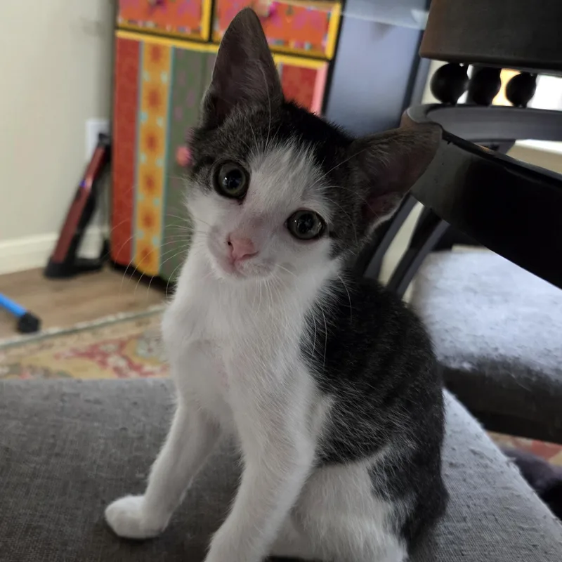 A baby medium-sized male White Domestic Short Hair cat named Bounce for adoption in Bulverde, TX