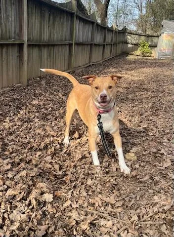 An adult medium-sized female Mixed Breed dog named Nala for adoption in Knoxville, TN