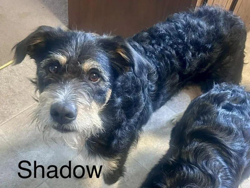 A young small-sized male Affenpinscher dog named Shadow for adoption in Owatonna, MN