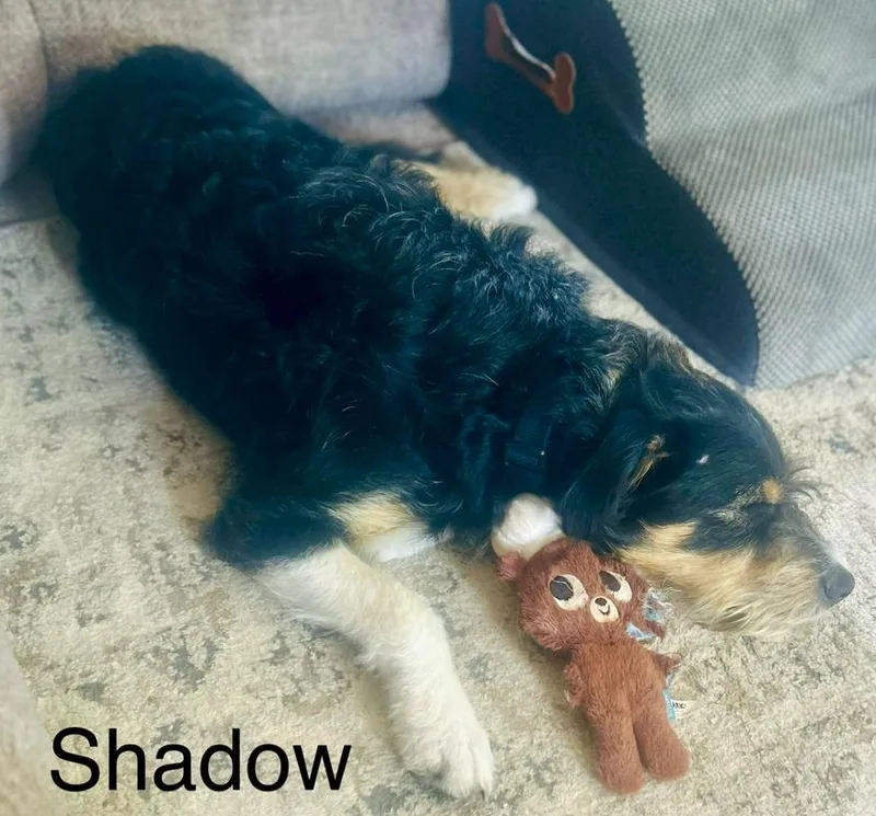 Shadow thumbnail 3