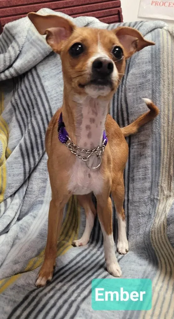 A young small-sized female Chihuahua dog named Ember for adoption in Richmond, IN