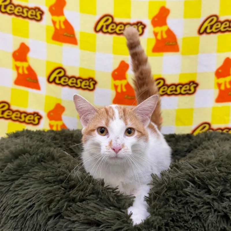 A young medium-sized female Orange / Red Domestic Short Hair cat named Beignet for adoption in Deerfield, IL