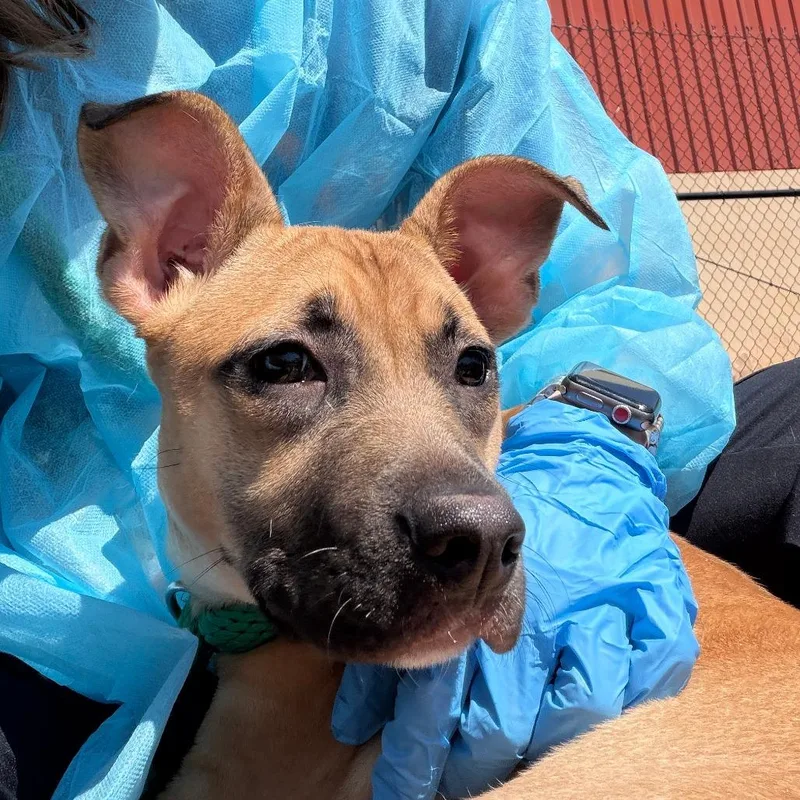 A baby medium-sized female Brown / Chocolate Mixed Breed dog named Happy for adoption in Philadelphia, PA