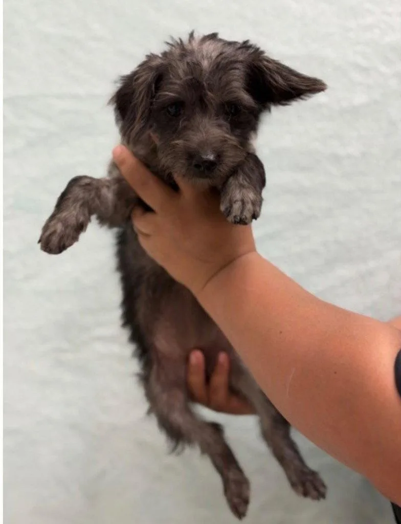 A baby small-sized female Dachshund dog named Chipy Dipy for adoption in Bloomfield, CT