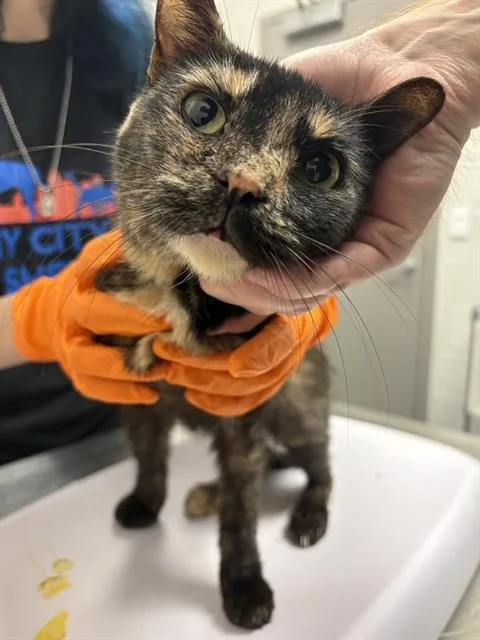 A young medium-sized female Domestic Short Hair cat named Viva for adoption in Indianapolis, IN