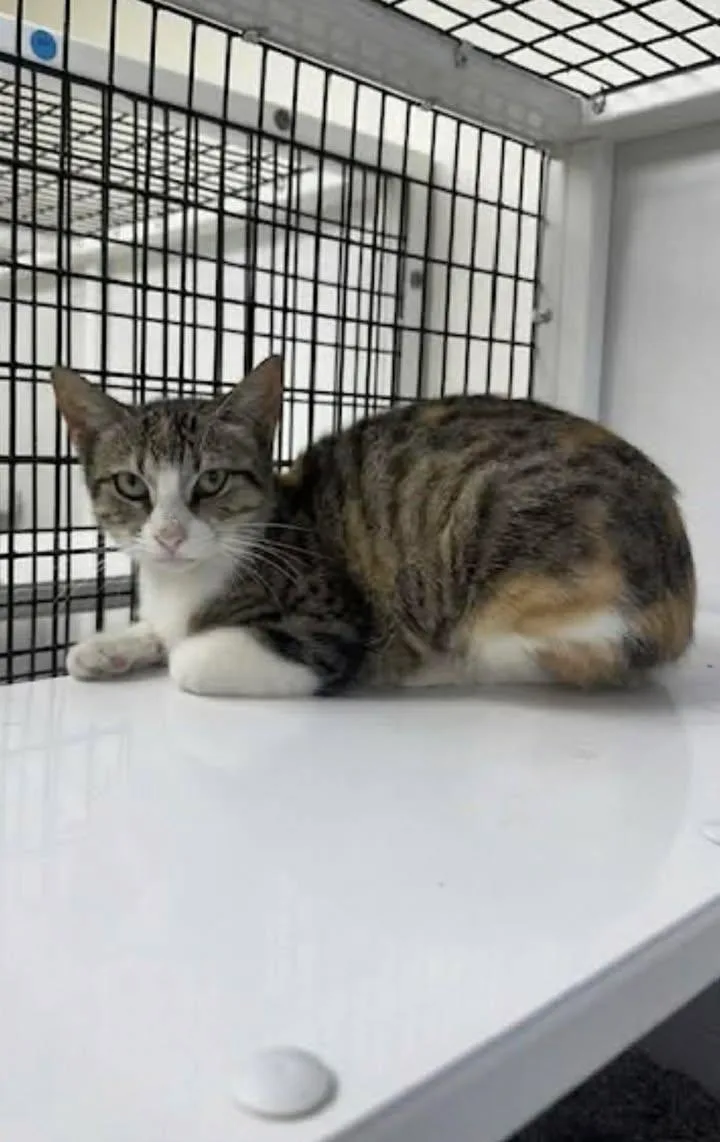 A young medium-sized female Calico cat named Zombie for adoption in Port Lavaca, TX