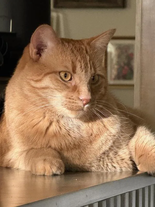 Jonesy