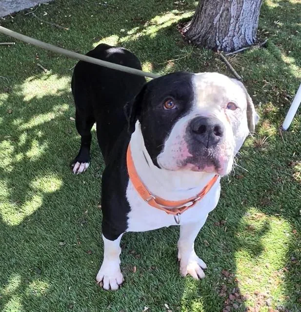 An adult large-sized male Black Pit Bull Terrier dog named Chutney for adoption in Phoenix, OR