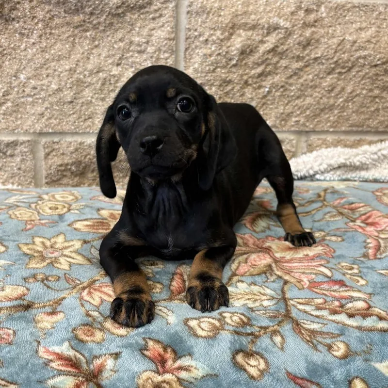 A baby small-sized female Brown / Chocolate Dachshund dog named Scarlett for adoption in Beaumont, TX