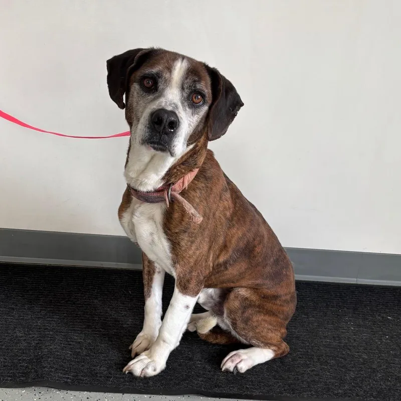 An adult large-sized male Brown / Chocolate Mixed Breed dog named Dale for adoption in Galax, VA