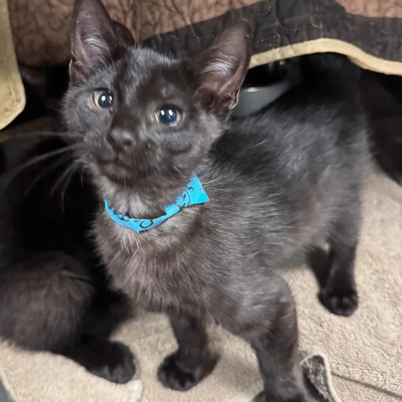 A baby medium-sized female Domestic Short Hair cat named Sgt. Peppers for adoption in Olean, NY