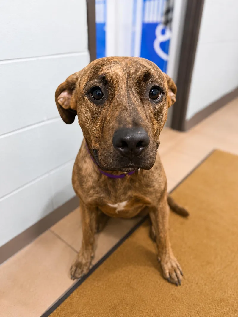 An adult medium-sized female Mixed Breed dog named Arabella for adoption in Sault Sainte Marie, MI