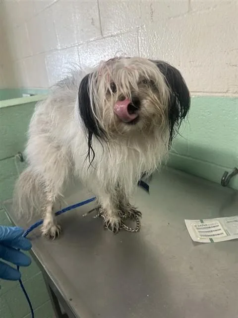 A young small-sized female Shih Tzu dog named Bridgette for adoption in Sacramento, CA