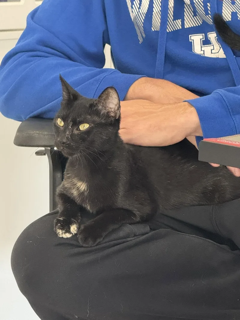 An adult small-sized female Torbie Tortoiseshell cat named Lily for adoption in Winchester, KY