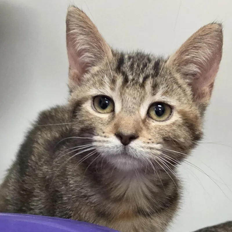 A baby small-sized female Brown / Chocolate Domestic Short Hair cat named Alfredo for adoption in Voorhees, NJ