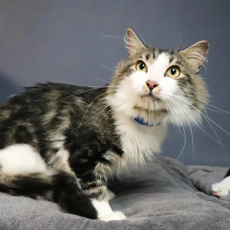 A young medium-sized male Brown / Chocolate Domestic Medium Hair cat named Keegan for adoption in Lakeland, FL