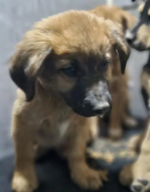 A baby small-sized male Labrador Retriever dog named Jhumbo for adoption in San Antonio, TX